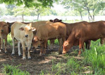 Evalúan bovinos en Petén para mejorar producción ganadera