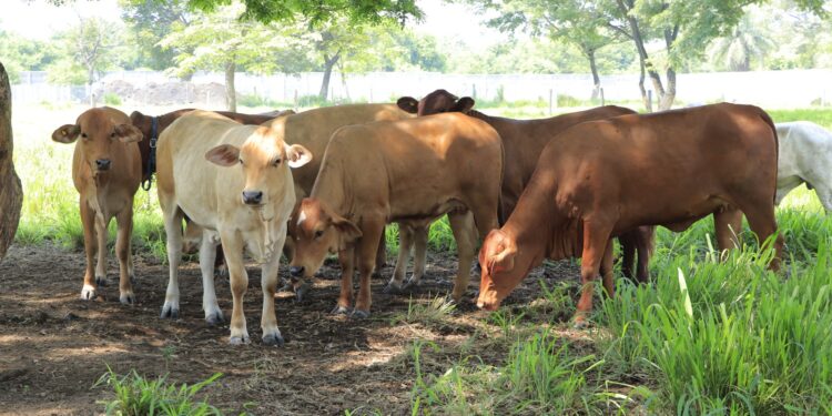 Evalúan bovinos en Petén para mejorar producción ganadera