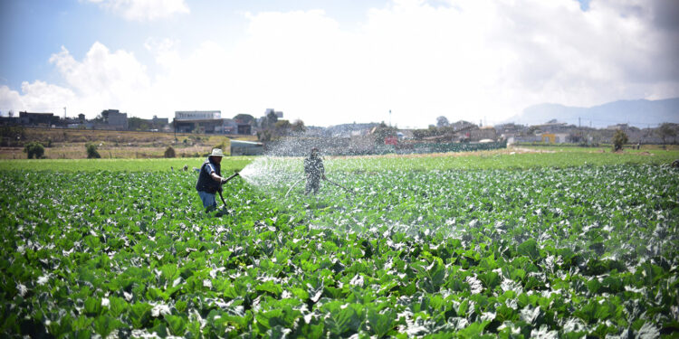 Tome en cuenta las recomendaciones agrícolas ante variables del viento