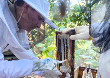 Fortalecen acciones para garantizar la inocuidad de la miel y generar una producción segura