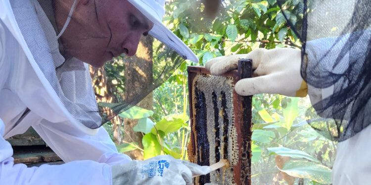 Fortalecen acciones para garantizar la inocuidad de la miel y generar una producción segura