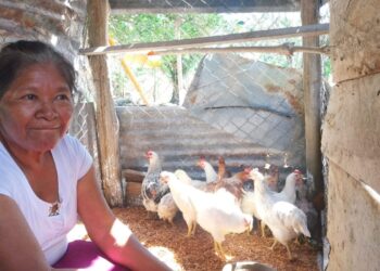 Fortalecen producción avícola en Petén