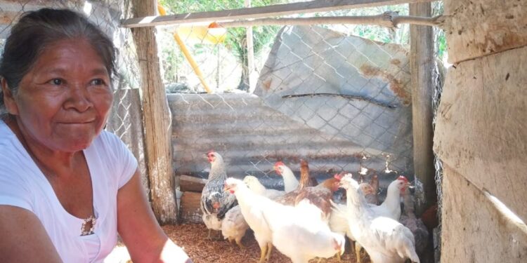 Fortalecen producción avícola en Petén