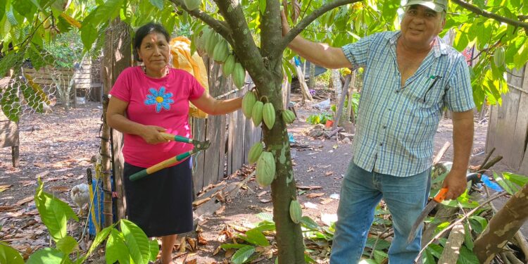 Fortalecen producción de frutas tropicales en Petén
