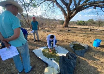 Ganaderos aprenden cómo alimentar a sus bovinos en la época seca