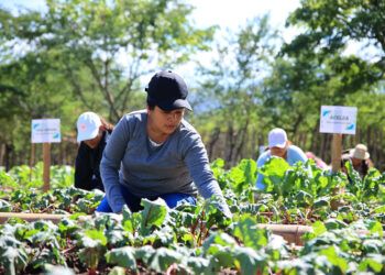 Guatemala agradece apoyo técnico de la FAO