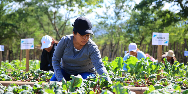 Guatemala agradece apoyo técnico de la FAO