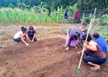 Huertos comunitarios: espacios de aprendizaje y producción de alimentos