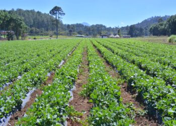 Manejo del suelo y las siembras durante temporada calurosa