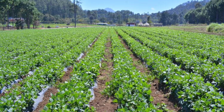 Manejo del suelo y las siembras durante temporada calurosa