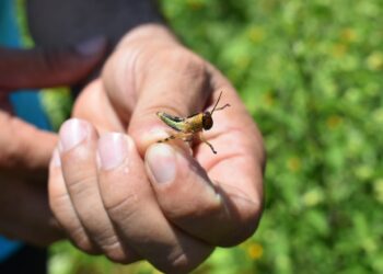 Mantienen vigilancia por langosta voladora