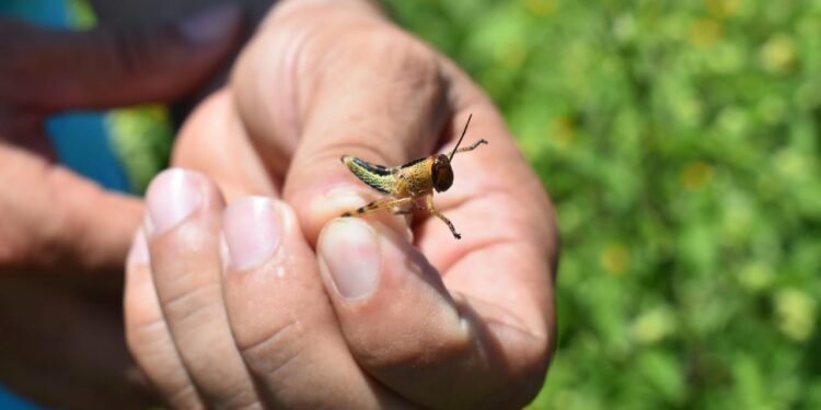 Mantienen vigilancia por langosta voladora