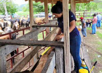 Mayores oportunidades de exportación de ganado en Petén