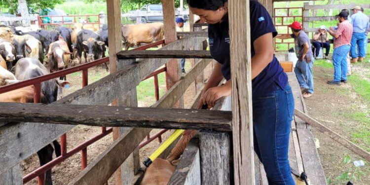 Mayores oportunidades de exportación de ganado en Petén