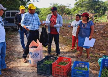 Mejoran producción de hortalizas en Petén