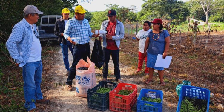 Mejoran producción de hortalizas en Petén