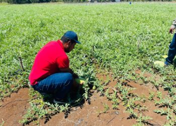 Monitorean cultivos para combatir plagas en Petén