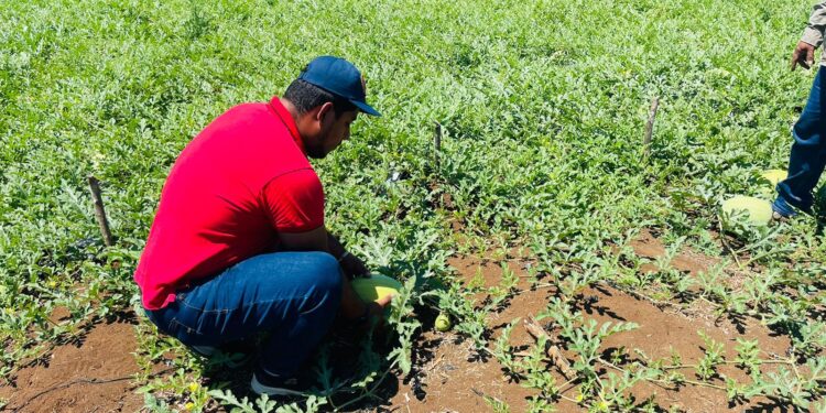 Monitorean cultivos para combatir plagas en Petén