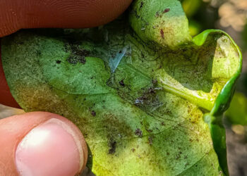 Monitorean plantaciones de limón en Petén
