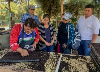 Mujeres de Villa Nueva aplican buenas prácticas de agricultura en huerto comunal