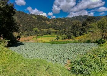 Precauciones en la agricultura por temporada cálida