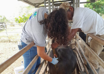 Previenen enfermedades bovinas en Petén