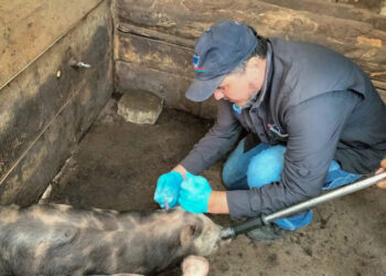Producción porcina se fortalece en Sumpango, Sacatepéquez