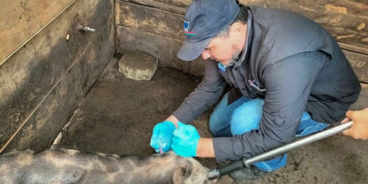 Producción porcina se fortalece en Sumpango, Sacatepéquez