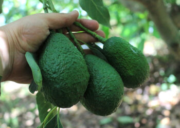 Productores de aguacate Hass resaltan éxito de feria de negocios