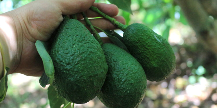 Productores de aguacate Hass resaltan éxito de feria de negocios