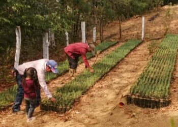 Promueven el incremento de la producción de fuentes de agua y zonas de recarga hídrica
