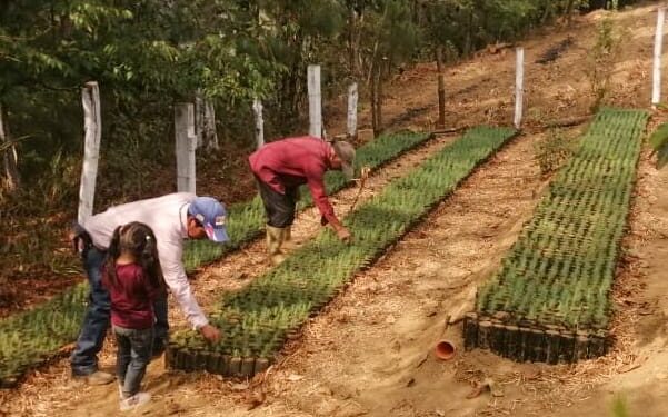 Promueven el incremento de la producción de fuentes de agua y zonas de recarga hídrica