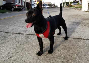 Proteja sus mascotas en la época calurosa