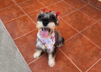 Recomendaciones si sale de vacaciones con su mascota