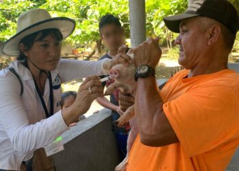 Refuerzan controles epidemiológicos porcinos en Iztapa