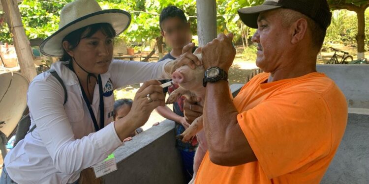 Refuerzan controles epidemiológicos porcinos en Iztapa