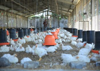 Supervisiones garantizan sanidad en granjas avícolas