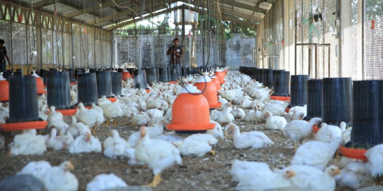 Supervisiones garantizan sanidad en granjas avícolas