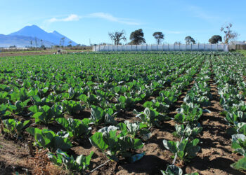 Tome en cuenta las recomendaciones agrícolas ante variables del viento