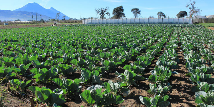 Tome en cuenta las recomendaciones agrícolas ante variables del viento