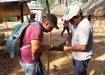 Vacunan aves de traspatio en Petén