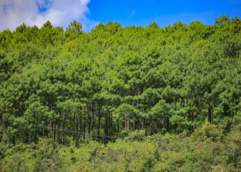 Mujeres promueven conservación de los bosques de Petén