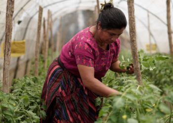 Fortalecerán agricultura familiar en San Antonio Palopó