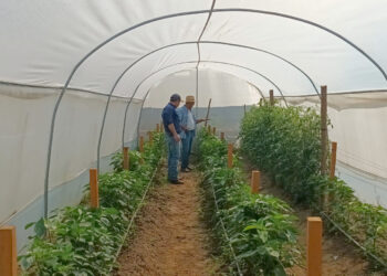 Mejoran cultivos de tomate y chile en San Diego, Zacapa