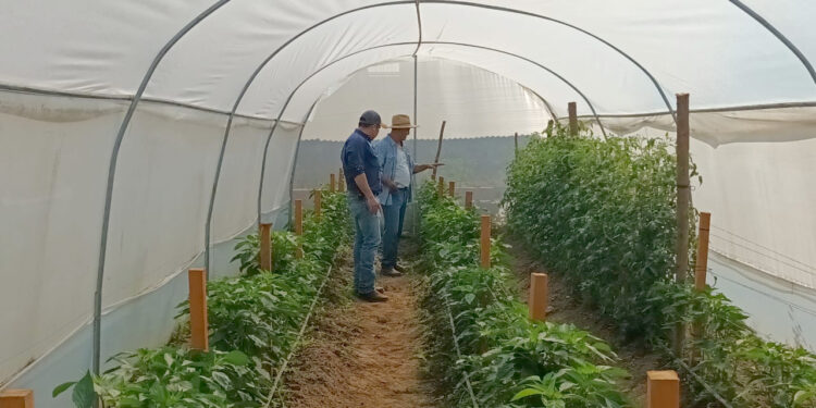 Mejoran cultivos de tomate y chile en San Diego, Zacapa