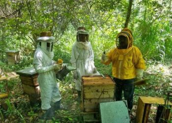 Mejoran calidad de miel en San Andrés, Petén