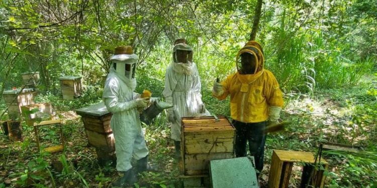 Mejoran calidad de miel en San Andrés, Petén