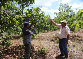 Apoyan a productores de frutas en zona de adyacencia