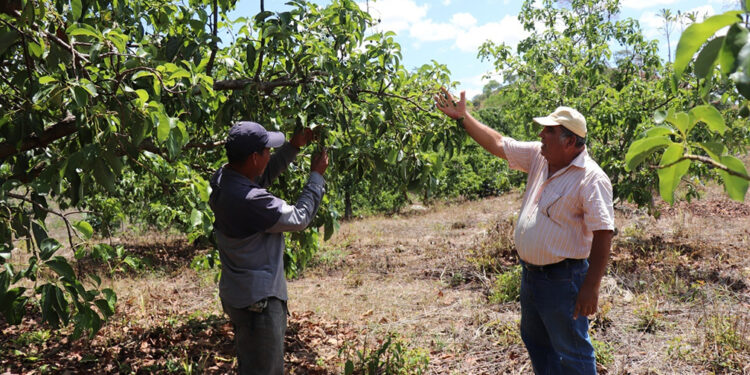 Apoyan a productores de frutas en zona de adyacencia