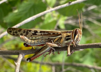 Bajo control brote de langosta voladora en el volcán Las Víboras
